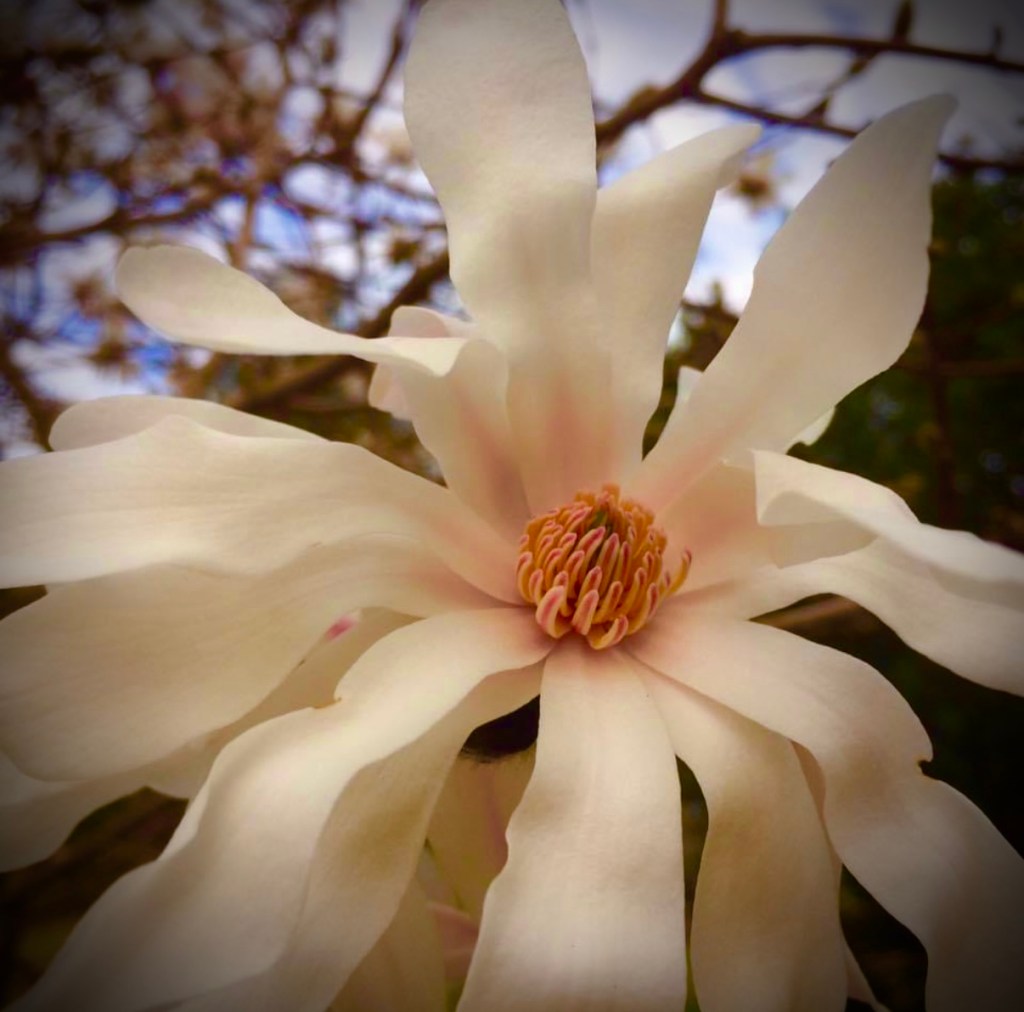 Flower White with a yellow centre