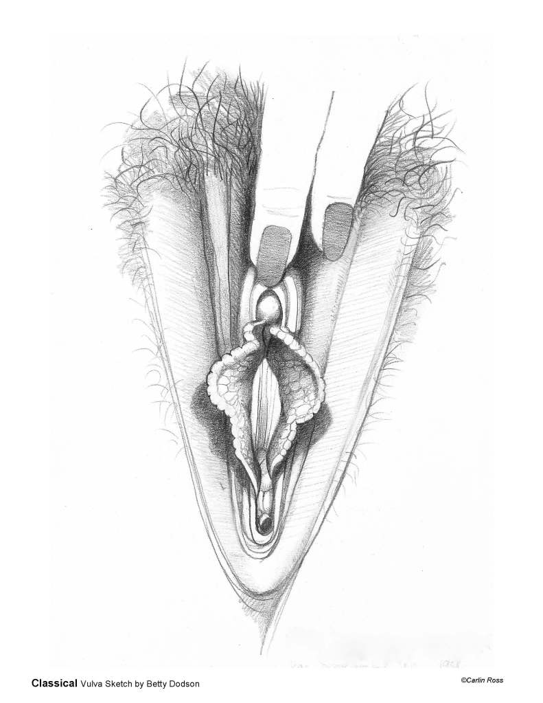 Line drawing of Betty Dodson's Classical Vulva