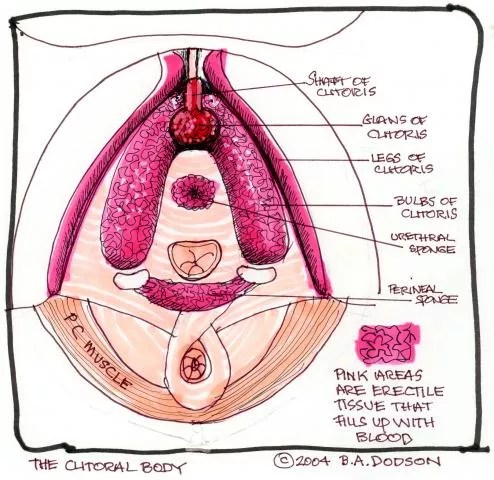 Betty Dodson's colour illustration of the internal clitoris