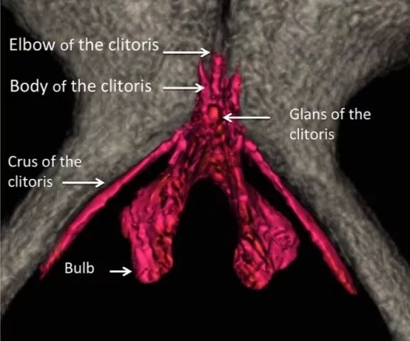 MRI of the internal clitoris