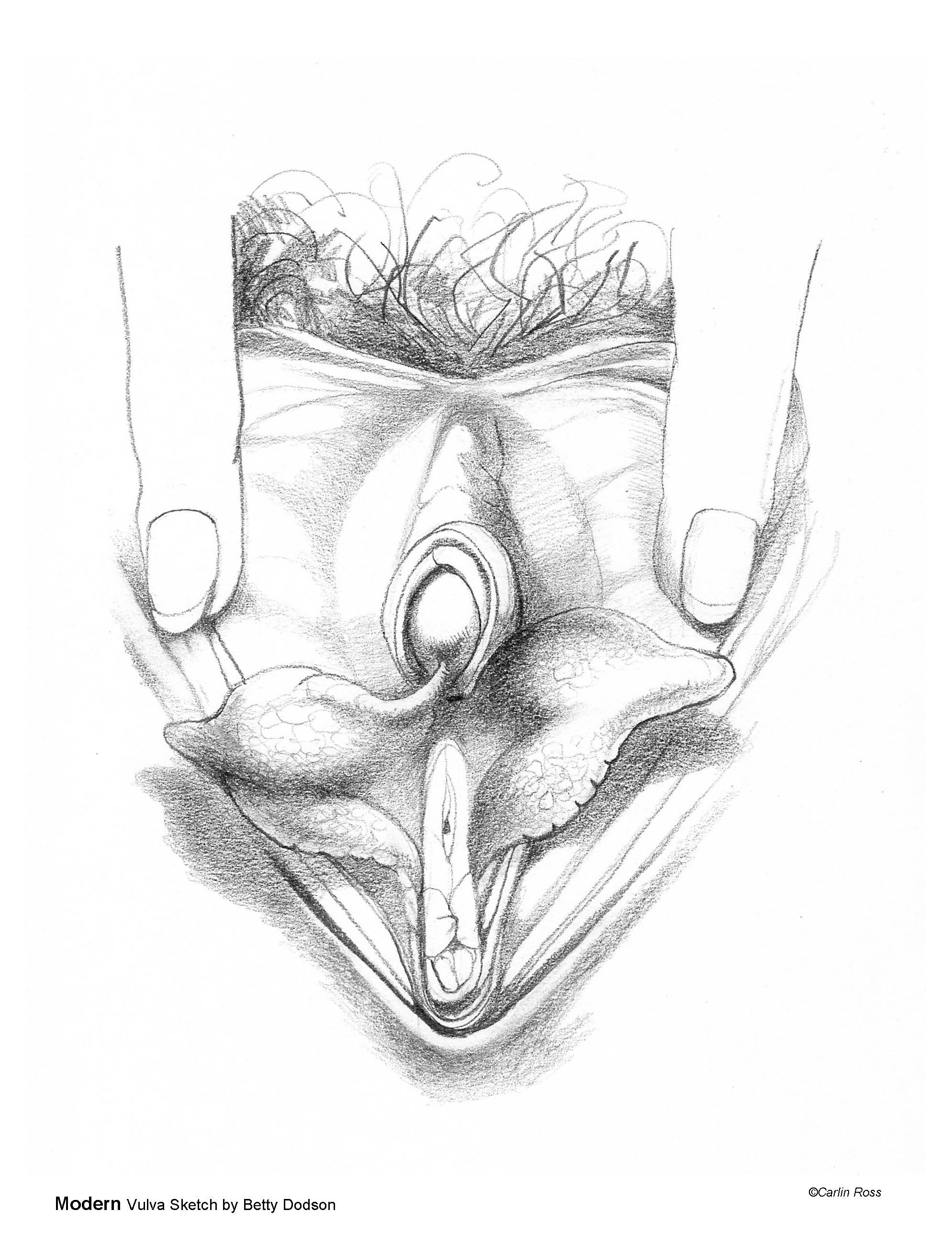 Line drawing of Betty Dodson's Modern Vulva